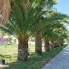 Filare di palme lungo un marciapiede in un'area verde.