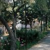 Viale alberato con case nascoste tra gli alberi e piante fiorite lungo un sentiero.